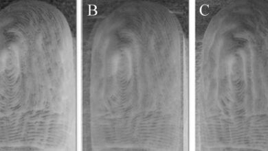 Images of topographical skin wrinkles overlaid on each other from the two different time points 24 h apart, with opacity levels of (A) 0%, (B) 50%, (C) 100%. Image credit: Guy German.