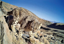 The snow leopard (Panthera uncia). Image credit: Department of Wildlife Protection, Union Territory of Ladakh.