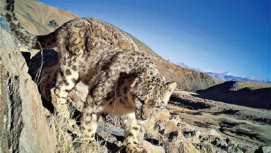 The snow leopard (Panthera uncia). Image credit: Department of Wildlife Protection, Union Territory of Ladakh.