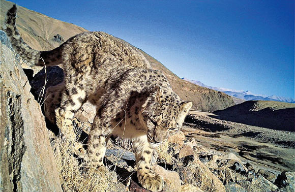 The snow leopard (Panthera uncia). Image credit: Department of Wildlife Protection, Union Territory of Ladakh.