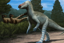 Paleontologists Describe New Species of Rhabdodontid Dinosaur