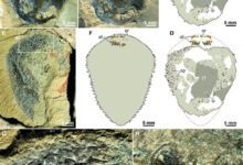 Shishania aculeata. Image credit: Yang et al., doi: 10.1126/science.adv463.