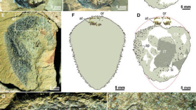 Shishania aculeata. Image credit: Yang et al., doi: 10.1126/science.adv463.