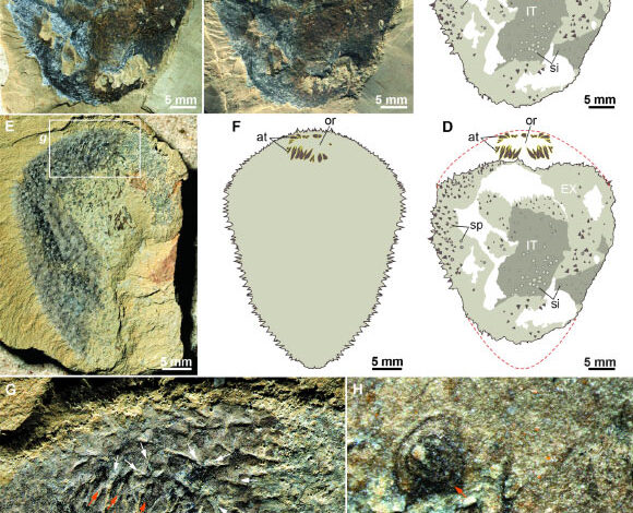 Shishania aculeata. Image credit: Yang et al., doi: 10.1126/science.adv463.