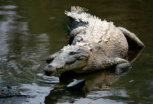 An adult American crocodile (Crocodylus acutus) at La Manzanilla, Jalisco, Mexico. Image credit: Tomás Castelazo.