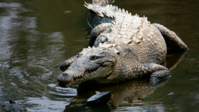 An adult American crocodile (Crocodylus acutus) at La Manzanilla, Jalisco, Mexico. Image credit: Tomás Castelazo.