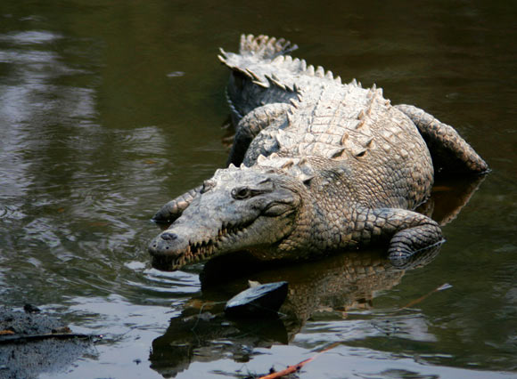 An adult American crocodile (Crocodylus acutus) at La Manzanilla, Jalisco, Mexico. Image credit: Tomás Castelazo.