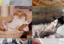 Miyairi et al. described the behavioral responses of Felis catus to human olfactory stimuli; they suggest that cats use their olfaction for the recognition of humans; in addition, they suggest that olfactory exploratory behavior in cats is related to personality features and that there is lateralization of the left and right nostrils in the detection of odors. Image credit: Sci.News / Makieni777 / Rise-a-mui / Alexas_Fotos / Dorothe / Vaclav Zavada / Artem Makarov / Daga Roszkowska / Birgit / Pasi Mammela.