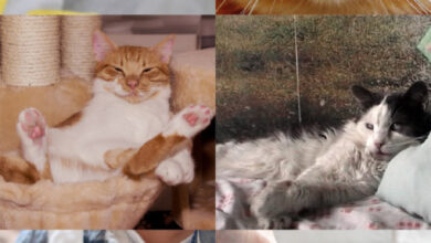 Miyairi et al. described the behavioral responses of Felis catus to human olfactory stimuli; they suggest that cats use their olfaction for the recognition of humans; in addition, they suggest that olfactory exploratory behavior in cats is related to personality features and that there is lateralization of the left and right nostrils in the detection of odors. Image credit: Sci.News / Makieni777 / Rise-a-mui / Alexas_Fotos / Dorothe / Vaclav Zavada / Artem Makarov / Daga Roszkowska / Birgit / Pasi Mammela.