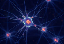 Postigo et al. aim to see if neurons can transport light like fiber-optic communications channels. Image credit: Gemini AI.
