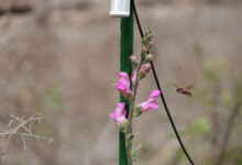 The recording device, the model Antirrhinum plant, and the approaching Rhodanthidium sticticum bee. Image credit: Vibrant Lab.