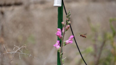 The recording device, the model Antirrhinum plant, and the approaching Rhodanthidium sticticum bee. Image credit: Vibrant Lab.