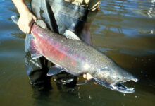 The Chinook salmon (Oncorhynchus tschawytscha). Image credit: U.S. Geological Survey.