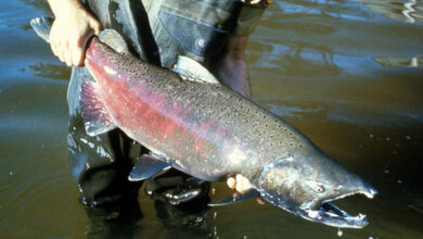 The Chinook salmon (Oncorhynchus tschawytscha). Image credit: U.S. Geological Survey.