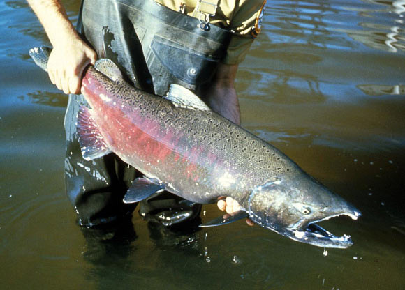 The Chinook salmon (Oncorhynchus tschawytscha). Image credit: U.S. Geological Survey.