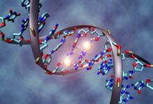 Long-Distance Gene Control Appeared Over 650 Million Years Ago, Study Suggests