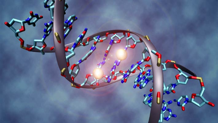 Long-Distance Gene Control Appeared Over 650 Million Years Ago, Study Suggests