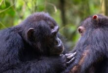Medical Care and Hygiene among Chimpanzees Much More Widespread than Thought