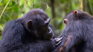 Medical Care and Hygiene among Chimpanzees Much More Widespread than Thought