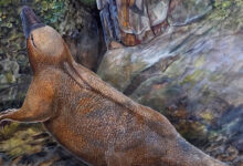 Early Monotremes were Semiaquatic Burrowers, Paleontologists Find