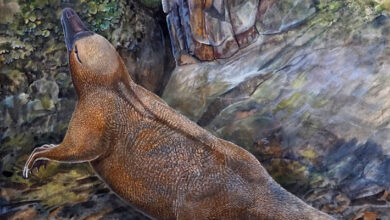 Early Monotremes were Semiaquatic Burrowers, Paleontologists Find