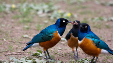 A family of superb starlings (Lamprotornis superbus) at Wilhelma Zoo in Stuttgart, Germany; the paler colored juvenile is in between the two adults. Image credit: Dennis Irrgang / CC BY 2.0.