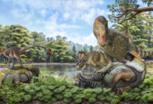 Rise of the King: New Research Unlocks Mystery Origin of Tyrannosaurus rex