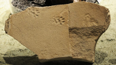 The pawprints of a nimravid from the John Day Formation of Oregon, the United States. Image credit: NPS.