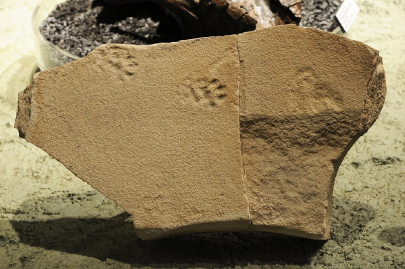 The pawprints of a nimravid from the John Day Formation of Oregon, the United States. Image credit: NPS.