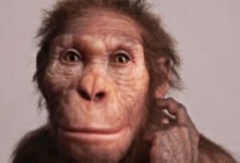 Australopithecus sediba and Homo naledi Used Different Types of Hand Grips, Study Suggests