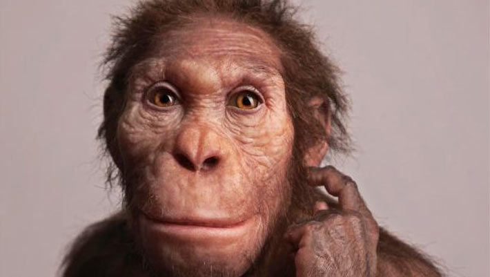 Australopithecus sediba and Homo naledi Used Different Types of Hand Grips, Study Suggests