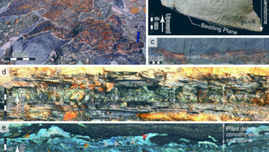 Amber deposit from Shimonakagawa Quarry in northern Hokkaido, Japan. Image credit: Kubota et al., doi: 10.1038/s41598-025-96498-2.