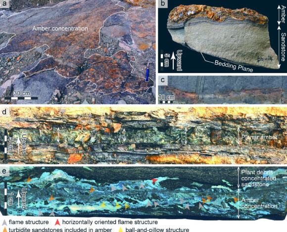 Amber deposit from Shimonakagawa Quarry in northern Hokkaido, Japan. Image credit: Kubota et al., doi: 10.1038/s41598-025-96498-2.