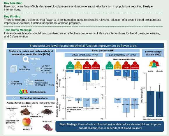 Flavan-3-ol-rich foods and supplements decrease blood pressure in particular in people with high blood pressure when consumed daily similar to medication. Image credit: Lagou et al., doi: 10.1093/eurjpc/zwaf173.