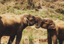 Asian elephants in Myanmar. Image credit: John Jackson.