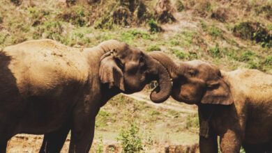 Asian elephants in Myanmar. Image credit: John Jackson.