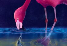 Study: Flamingos Use Their Beaks and Morphing Feet to Create Water Tornados for Prey Capture