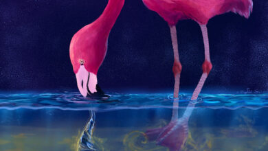 Study: Flamingos Use Their Beaks and Morphing Feet to Create Water Tornados for Prey Capture