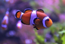 Clown Anemonefish Shrink to Survive Heat Stress, New Study Says