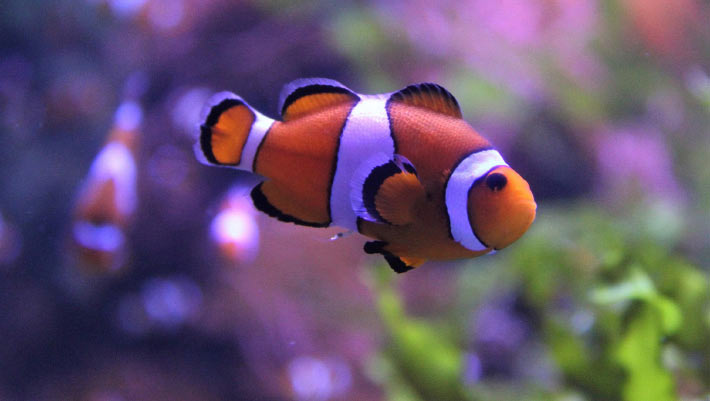 Clown Anemonefish Shrink to Survive Heat Stress, New Study Says