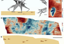 Terrestrial locomotion and track morphology of pterodactyloid pterosaurs: (A) reconstruction of the ctenochasmatoid pterosaur Ctenochasma elegans walking using an ipsilateral gait in which fore and hind limbs on the same side of the body move together as pairs; (B) manual and pedal morphology of Ctenochasma elegans; the pes is plantigrade and pentadactyl, whereas the manus is digitigrade and functionally tridactyl, as the large fourth digit, which supports the outer wing, is folded away during terrestrial locomotion; (C) height map of pterosaur manus and pes footprints in the holotype of the ichnotaxon Pteraichnus stokesi, exhibiting a morphology consistent with that of Ctenochasma elegans; (D) height map of part of a pterosaur trackway, Pteraichnus isp., from the Upper Jurassic Cazals Formation of Crayssac, France; (E) interpretive outline drawing of Pteraichnus isp. Scale bars - 20 mm in (C) and 200 mm in (D) and (E). Image credit: Smyth et al., doi: 10.1016/j.cub.2025.04.017.