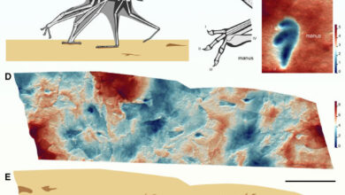 Terrestrial locomotion and track morphology of pterodactyloid pterosaurs: (A) reconstruction of the ctenochasmatoid pterosaur Ctenochasma elegans walking using an ipsilateral gait in which fore and hind limbs on the same side of the body move together as pairs; (B) manual and pedal morphology of Ctenochasma elegans; the pes is plantigrade and pentadactyl, whereas the manus is digitigrade and functionally tridactyl, as the large fourth digit, which supports the outer wing, is folded away during terrestrial locomotion; (C) height map of pterosaur manus and pes footprints in the holotype of the ichnotaxon Pteraichnus stokesi, exhibiting a morphology consistent with that of Ctenochasma elegans; (D) height map of part of a pterosaur trackway, Pteraichnus isp., from the Upper Jurassic Cazals Formation of Crayssac, France; (E) interpretive outline drawing of Pteraichnus isp. Scale bars - 20 mm in (C) and 200 mm in (D) and (E). Image credit: Smyth et al., doi: 10.1016/j.cub.2025.04.017.
