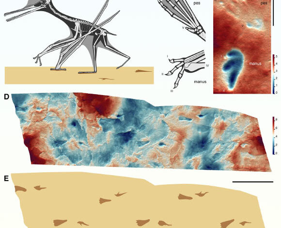 Terrestrial locomotion and track morphology of pterodactyloid pterosaurs: (A) reconstruction of the ctenochasmatoid pterosaur Ctenochasma elegans walking using an ipsilateral gait in which fore and hind limbs on the same side of the body move together as pairs; (B) manual and pedal morphology of Ctenochasma elegans; the pes is plantigrade and pentadactyl, whereas the manus is digitigrade and functionally tridactyl, as the large fourth digit, which supports the outer wing, is folded away during terrestrial locomotion; (C) height map of pterosaur manus and pes footprints in the holotype of the ichnotaxon Pteraichnus stokesi, exhibiting a morphology consistent with that of Ctenochasma elegans; (D) height map of part of a pterosaur trackway, Pteraichnus isp., from the Upper Jurassic Cazals Formation of Crayssac, France; (E) interpretive outline drawing of Pteraichnus isp. Scale bars - 20 mm in (C) and 200 mm in (D) and (E). Image credit: Smyth et al., doi: 10.1016/j.cub.2025.04.017.
