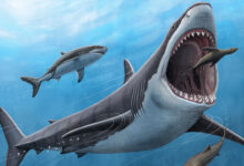 Megatooth Sharks were Opportunistic Supercarnivores, New Research Reveals