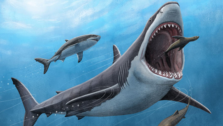 Megatooth Sharks were Opportunistic Supercarnivores, New Research Reveals