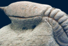 Trilobites of the Twilight Zone