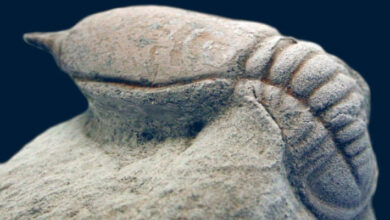 Trilobites of the Twilight Zone