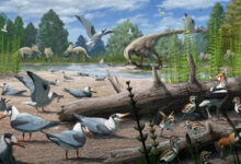 73-Million-Year-Old Fossils Provide Oldest Evidence of Birds Nesting at Polar Latitudes