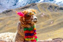 Alpaca capta US$ 52M para expandir API fintech