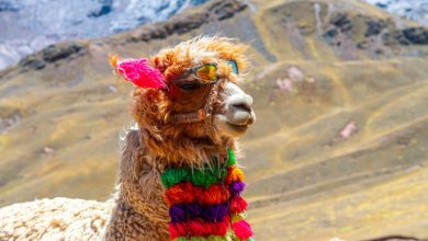 Alpaca capta US$ 52M para expandir API fintech